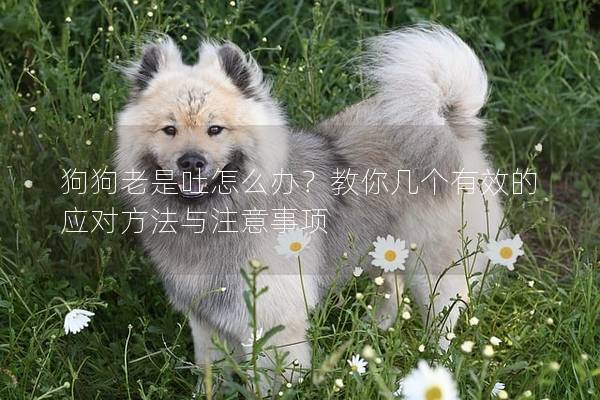狗狗老是吐怎么办？教你几个有效的应对方法与注意事项