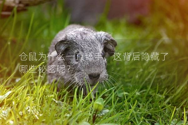 仓鼠为什么一直舔手，这背后隐藏了哪些秘密呢？