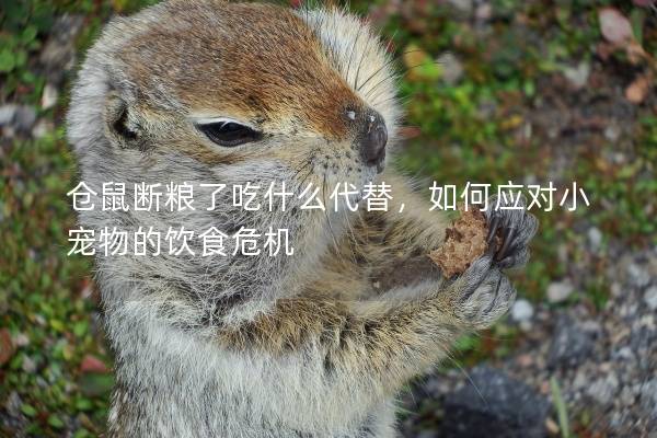 仓鼠断粮了吃什么代替，如何应对小宠物的饮食危机
