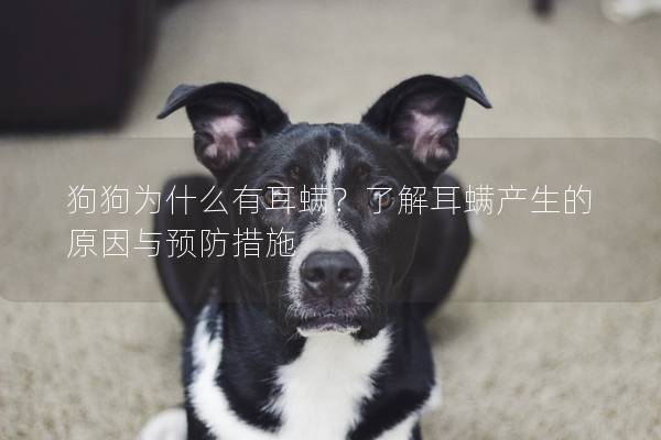 狗狗为什么有耳螨？了解耳螨产生的原因与预防措施