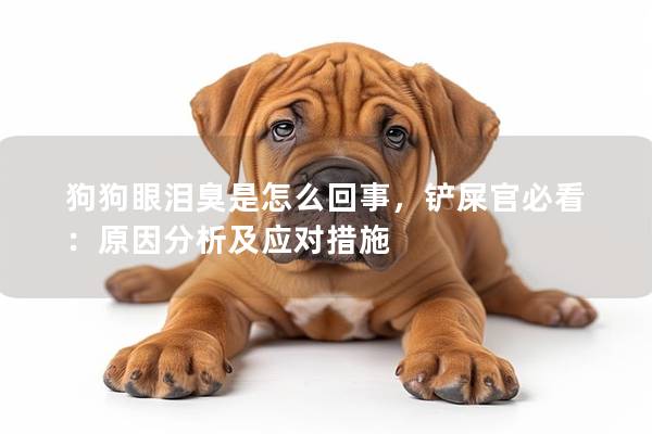 狗狗眼泪臭是怎么回事，铲屎官必看：原因分析及应对措施