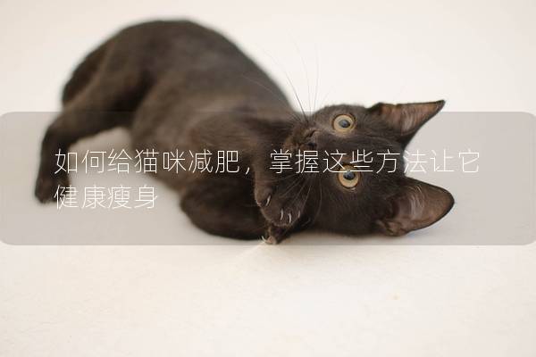 如何给猫咪减肥，掌握这些方法让它健康瘦身