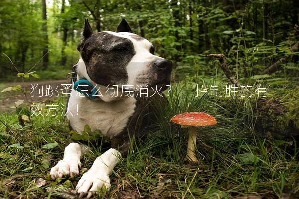 狗跳蚤怎么彻底消灭?一招制胜的有效方法! 狗跳蚤怎么彻底消灭?一招制胜的有效方法!