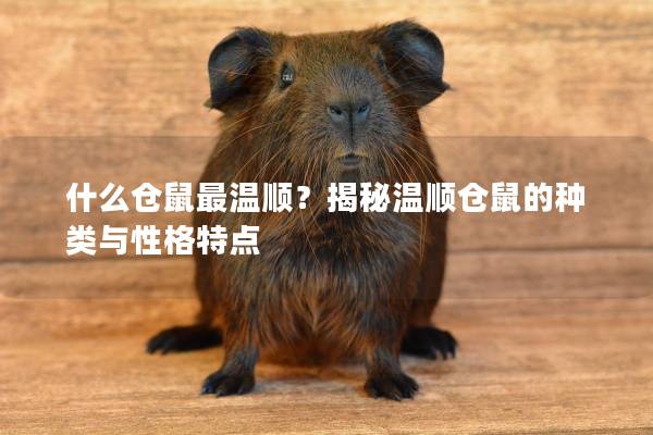 什么仓鼠最温顺？揭秘温顺仓鼠的种类与性格特点