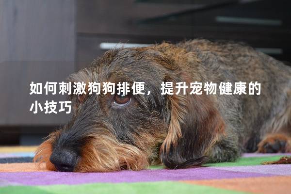 如何刺激狗狗排便，提升宠物健康的小技巧