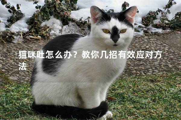 猫咪吐怎么办？教你几招有效应对方法