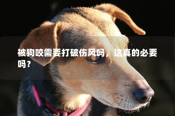 被狗咬需要打破伤风吗，这真的必要吗？