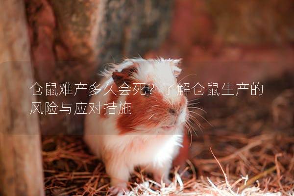 仓鼠难产多久会死？了解仓鼠生产的风险与应对措施