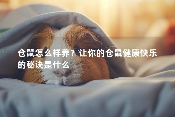 仓鼠怎么样养？让你的仓鼠健康快乐的秘诀是什么