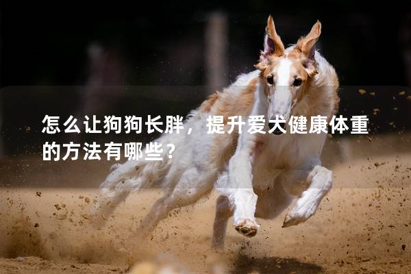 怎么让狗狗长胖，提升爱犬健康体重的方法有哪些？