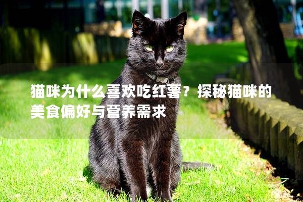 猫咪为什么喜欢吃红薯？探秘猫咪的美食偏好与营养需求