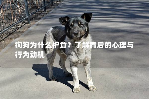 狗狗为什么护食？了解背后的心理与行为动机