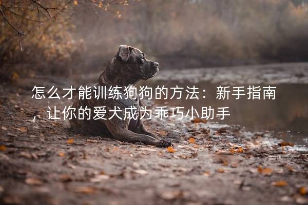 怎么才能训练狗狗的方法：新手指南，让你的爱犬成为乖巧小助手
