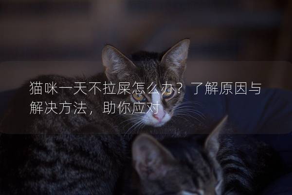 猫咪一天不拉屎怎么办？了解原因与解决方法，助你应对