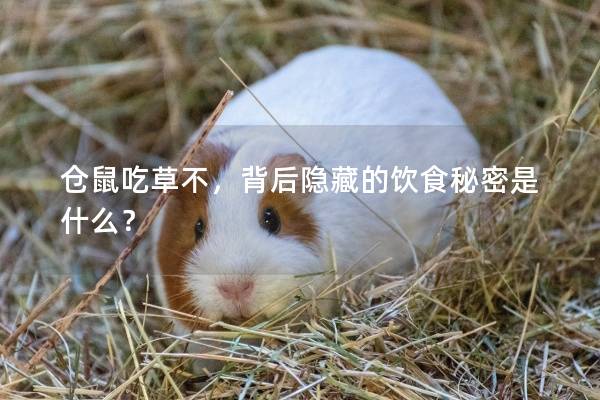 仓鼠吃草不，背后隐藏的饮食秘密是什么？