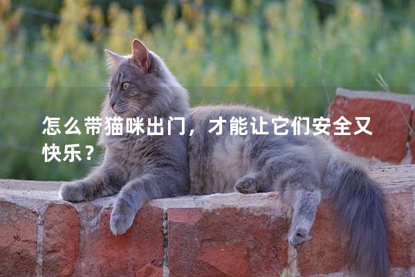 怎么带猫咪出门，才能让它们安全又快乐？