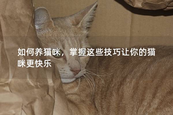 如何养猫咪，掌握这些技巧让你的猫咪更快乐