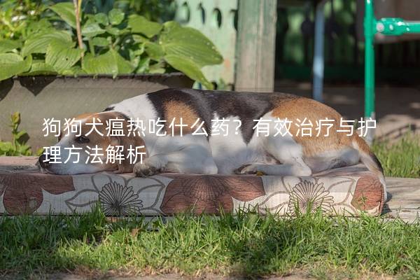 狗狗犬瘟热吃什么药?有效治疗与护理方法解析 狗狗犬瘟热吃什么药?有效治疗与护理方法解析