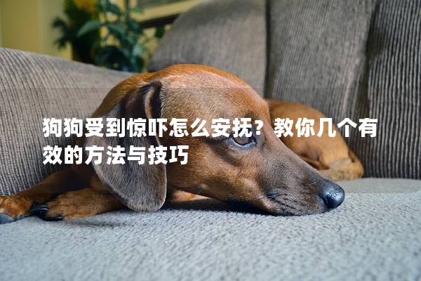 狗狗受到惊吓怎么安抚？教你几个有效的方法与技巧