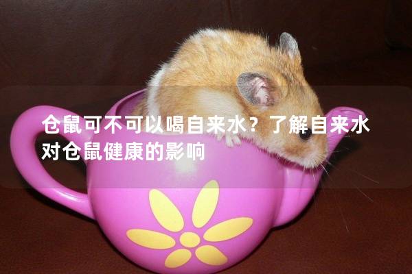 仓鼠可不可以喝自来水？了解自来水对仓鼠健康的影响