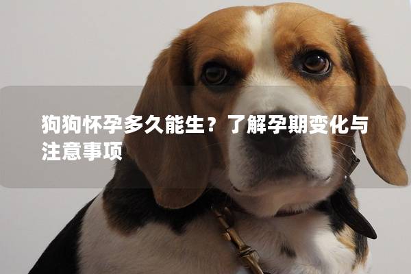 狗狗怀孕多久能生?了解孕期变化与注意事项 狗狗怀孕多久能生?了解孕期变化与注意事项