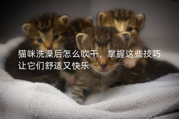 猫咪洗澡后怎么吹干，掌握这些技巧让它们舒适又快乐