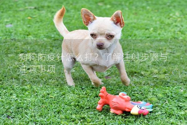 狗狗防疫针怎么打？了解注射步骤与注意事项