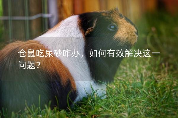 仓鼠吃尿砂咋办，如何有效解决这一问题？