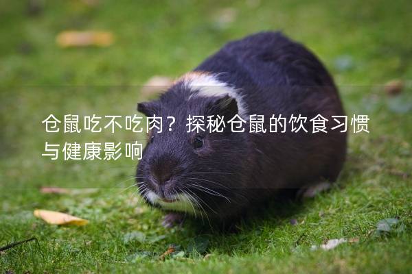 仓鼠吃不吃肉?探秘仓鼠的饮食习惯与健康影响 仓鼠吃不吃肉?探秘仓鼠的饮食习惯与健康影响