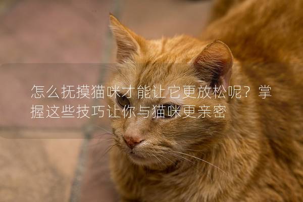 怎么抚摸猫咪才能让它更放松呢？掌握这些技巧让你与猫咪更亲密