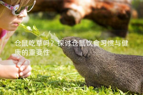 仓鼠吃草吗？探讨仓鼠饮食习惯与健康的重要性