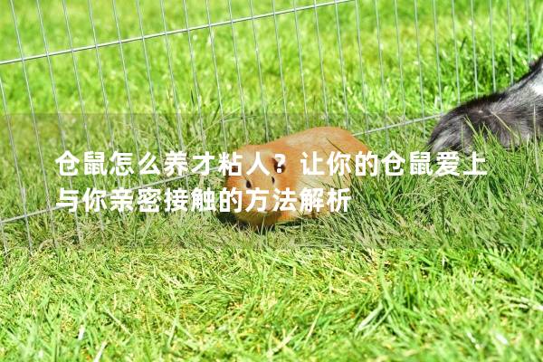 仓鼠怎么养才粘人?让你的仓鼠爱上与你亲密接触的方法解析 仓鼠怎么养才粘人?让你的仓鼠爱上与你亲密接触的方法解析