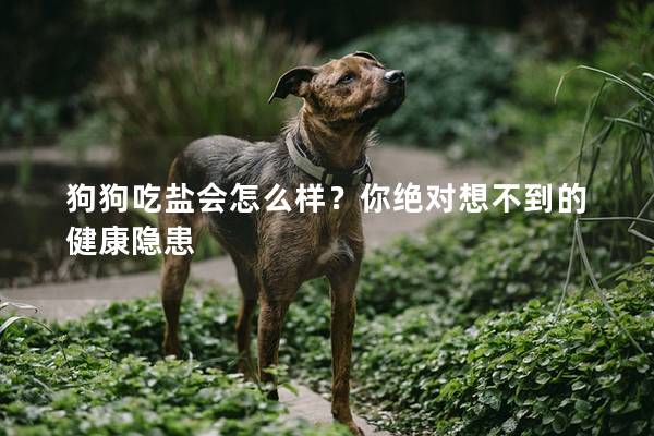 狗狗吃盐会怎么样？你绝对想不到的健康隐患