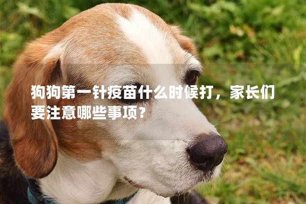 狗狗第一针疫苗什么时候打,家长们要注意哪些事项? 狗狗第一针疫苗什么时候打,家长们要注意哪些事项?