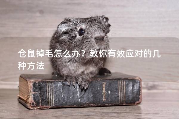 仓鼠掉毛怎么办？教你有效应对的几种方法
