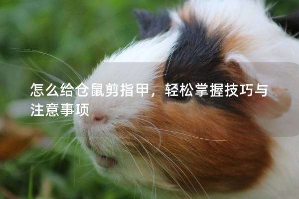 怎么给仓鼠剪指甲，轻松掌握技巧与注意事项