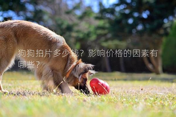 狗狗拍片多少钱？影响价格的因素有哪些？