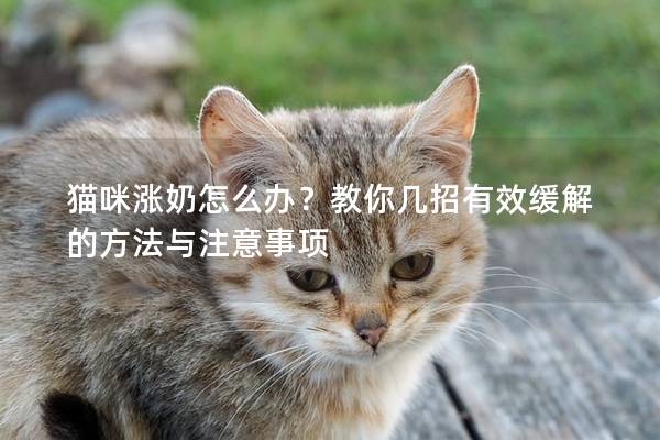 猫咪涨奶怎么办？教你几招有效缓解的方法与注意事项