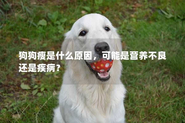 狗狗瘦是什么原因，可能是营养不良还是疾病？