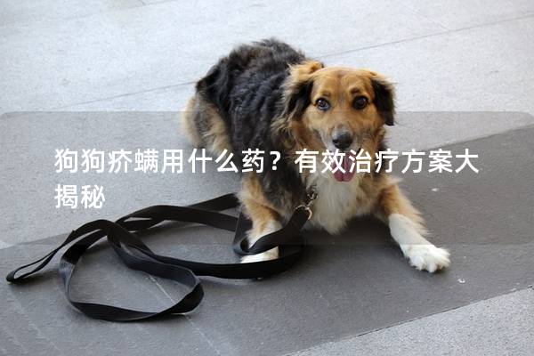狗狗疥螨用什么药？有效治疗方案大揭秘