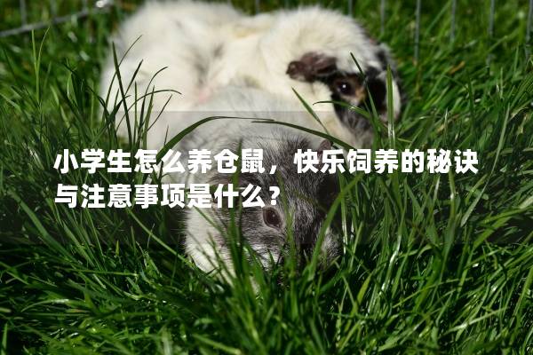 小学生怎么养仓鼠，快乐饲养的秘诀与注意事项是什么？