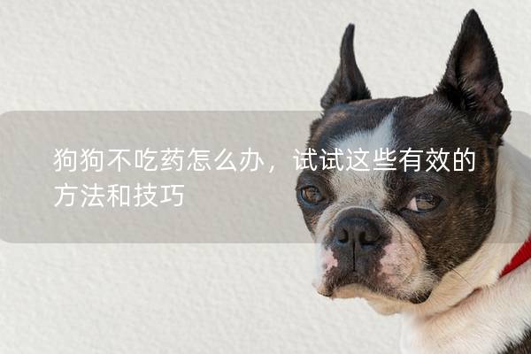 狗狗不吃药怎么办，试试这些有效的方法和技巧