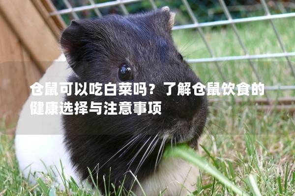 仓鼠可以吃白菜吗？了解仓鼠饮食的健康选择与注意事项