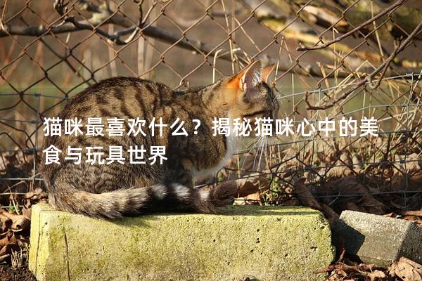 猫咪最喜欢什么？揭秘猫咪心中的美食与玩具世界