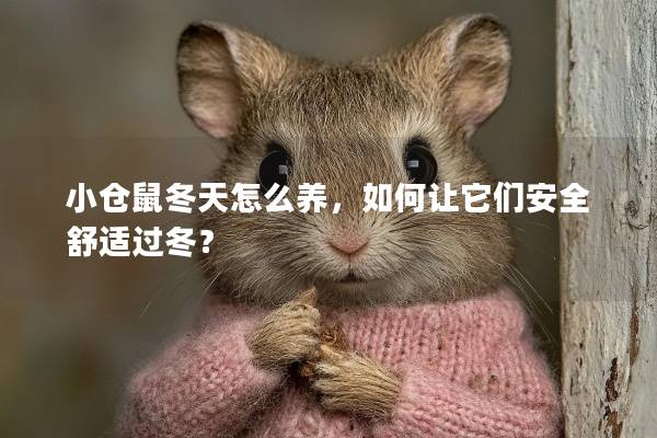 小仓鼠冬天怎么养，如何让它们安全舒适过冬？