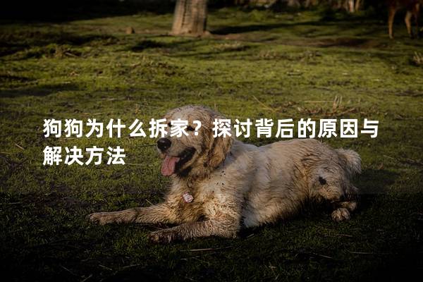 狗狗为什么拆家？探讨背后的原因与解决方法
