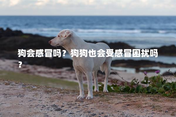 狗会感冒吗?狗狗也会受感冒困扰吗? 狗会感冒吗?狗狗也会受感冒困扰吗?