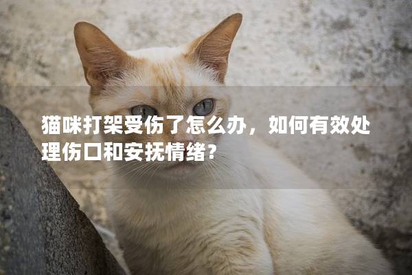 猫咪打架受伤了怎么办，如何有效处理伤口和安抚情绪？