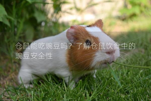 仓鼠能吃豌豆吗？了解仓鼠饮食中的豌豆安全性