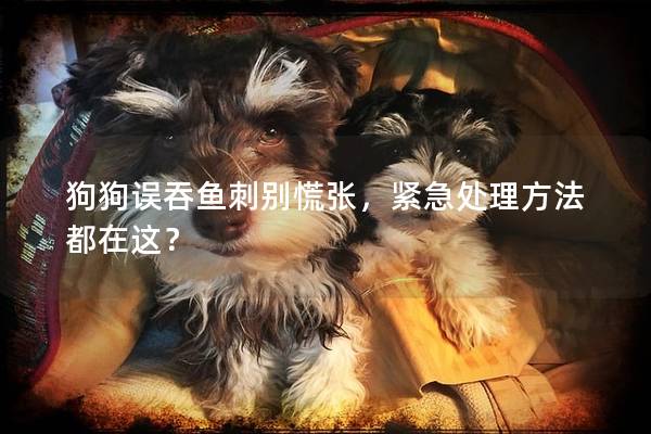 狗狗误吞鱼刺别慌张，紧急处理方法都在这？